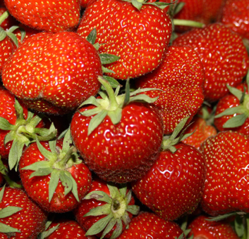Erdbeeren. Frische, vollreife, rote Erdbeeren in bester Qualität für die Eisherstellung. Foto GroßHandel Eis GmbH